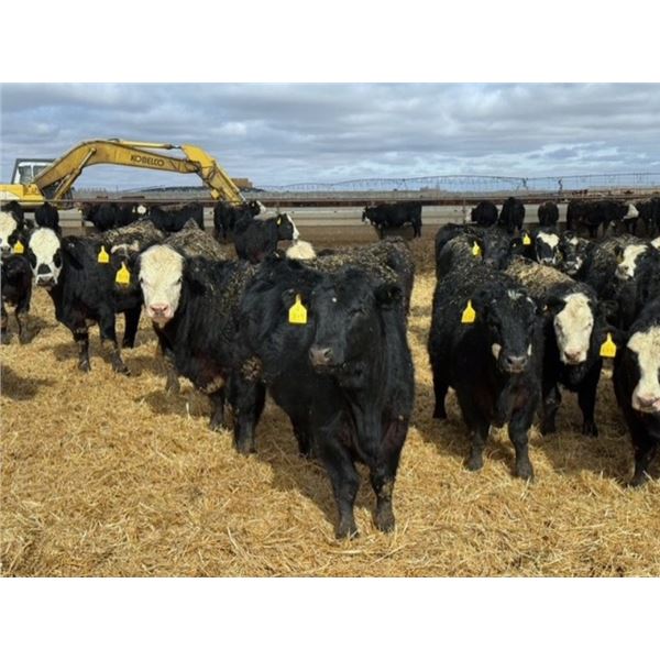 A&A Farms - 20 Black Replacement Heifers (Coaldale, AB)