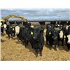 Image 1 : A&A Farms - 20 Black Replacement Heifers (Coaldale, AB)