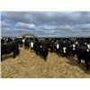 Image 2 : A&A Farms - 20 Black Replacement Heifers (Coaldale, AB)