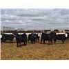 Image 4 : A&A Farms - 20 Black Replacement Heifers (Coaldale, AB)