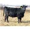 Image 8 : A&A Farms - 20 Black Replacement Heifers (Coaldale, AB)
