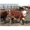 Image 4 : A&A Farms - 20 F1 X Replacement Heifers (Coaldale, AB)