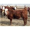 Image 5 : A&A Farms - 25 F1 X Replacement Heifers (Coaldale, AB)
