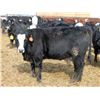 Image 12 : A&A Farms - 32 Black Blaze/Brockle Replacement Heifers (Coaldale, AB)