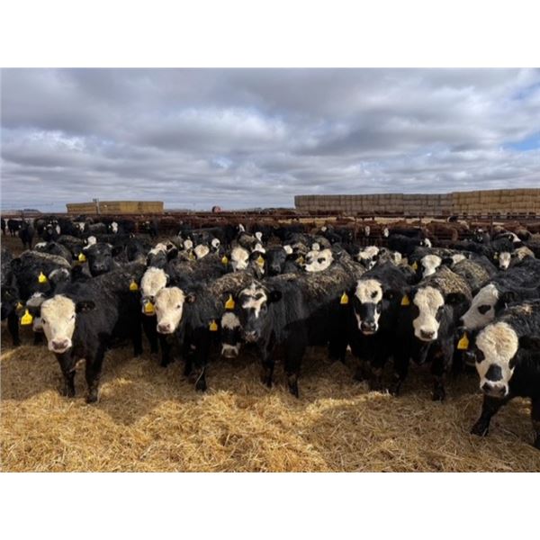 A&A Farms - 32 Black Blaze/Brockle Replacement Heifers (Coaldale, AB)