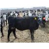 Image 10 : A&A Farms - 32 Black Blaze/Brockle Replacement Heifers (Coaldale, AB)