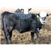 Image 11 : A&A Farms - 32 Black Blaze/Brockle Replacement Heifers (Coaldale, AB)