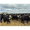 Image 4 : A&A Farms - 32 Black Blaze/Brockle Replacement Heifers (Coaldale, AB)