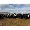 Image 6 : A&A Farms - 32 Black Blaze/Brockle Replacement Heifers (Coaldale, AB)