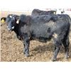 Image 8 : A&A Farms - 32 Black Blaze/Brockle Replacement Heifers (Coaldale, AB)