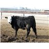 Image 10 : A&A Farms - 25 BWF/BBF Replacement Heifers (Coaldale, AB)