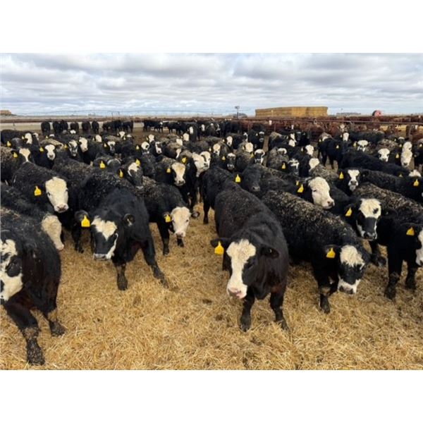 A&A Farms - 25 BWF/BBF Replacement Heifers (Coaldale, AB)