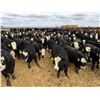 Image 1 : A&A Farms - 25 BWF/BBF Replacement Heifers (Coaldale, AB)
