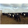 Image 4 : A&A Farms - 25 BWF/BBF Replacement Heifers (Coaldale, AB)