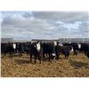 Image 5 : A&A Farms - 25 BWF/BBF Replacement Heifers (Coaldale, AB)