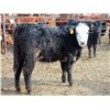 Image 8 : A&A Farms - 25 BWF/BBF Replacement Heifers (Coaldale, AB)