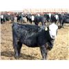 Image 9 : A&A Farms - 25 BWF/BBF Replacement Heifers (Coaldale, AB)
