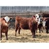 Image 3 : A&A Farms - 25 RBF Replacement Heifers (Coaldale, AB)