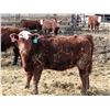 Image 4 : A&A Farms  - 25 RBF Replacement Heifers (Coaldale, AB)