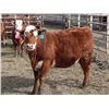 Image 6 : A&A Farms  - 25 RBF Replacement Heifers (Coaldale, AB)