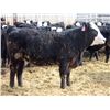 Image 12 : A&A Farms - 30 BWF Replacement Heifers (Coaldale, AB)