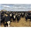 Image 5 : A&A Farms - 30 BWF Replacement Heifers (Coaldale, AB)