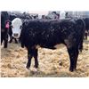 Image 10 : A&A Farms - 30 BWF Replacement Heifers (Coaldale, AB)