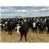 Image 3 : A&A Farms - 30 BWF Replacement Heifers (Coaldale, AB)