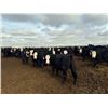 Image 4 : A&A Farms - 30 BWF Replacement Heifers (Coaldale, AB)