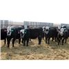 Image 5 : A&A Farms - 30 BBF Replacement Heifers (Coaldale, AB)