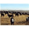 Image 12 : A&A Farms - 30 BBF Replacement Heifers (Coaldale, AB)