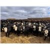 Image 1 : A&A Farms - 30 BBF Replacement Heifers (Coaldale, AB)