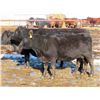 Image 11 : Bill Devos - 29 Angus/Angus X Fall Calving Cows (Fork River, MB)