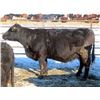 Image 3 : Bill Devos - 29 Angus/Angus X Fall Calving Cows (Fork River, MB)