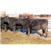 Image 4 : Bill Devos - 29 Angus/Angus X Fall Calving Cows (Fork River, MB)