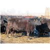 Image 8 : Bill Devos - 29 Angus/Angus X Fall Calving Cows (Fork River, MB)