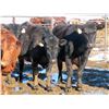 Image 13 : Martin DeVos - 28 Angus/Angus X Fall Calving Cows (Fork River, MB)