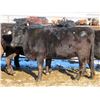 Image 14 : Martin DeVos - 28 Angus/Angus X Fall Calving Cows (Fork River, MB)