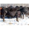 Image 3 : Martin DeVos - 28 Angus/Angus X Fall Calving Cows (Fork River, MB)