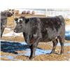 Image 6 : Martin DeVos - 28 Angus/Angus X Fall Calving Cows (Fork River, MB)