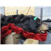 Image 2 : SEIZURE (AS IS):  BLACK BEAR RUG (APPROX. 6' LONG; DECENT CONDITION)