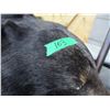 Image 4 : SEIZURE (AS IS):  BLACK BEAR RUG (APPROX. 6' LONG; DECENT CONDITION)