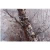 Image 2 : BOB ROSS WINTER SCENE PAINTING IN THE MANNER OF