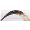 Image 3 : SOUTH AFRICAN CAPE BUFFALO HORN CARVING