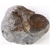 Image 3 : COLLECTIBLE FOSSILIZED SHELLS & PETRIFIED WOOD