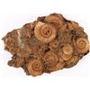 Image 5 : COLLECTIBLE FOSSILIZED SHELLS & PETRIFIED WOOD