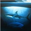 Image 2 : Great White Sharks by Wyland
