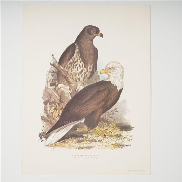 (Aft.) Edward Lear, White Headed Eagle Print