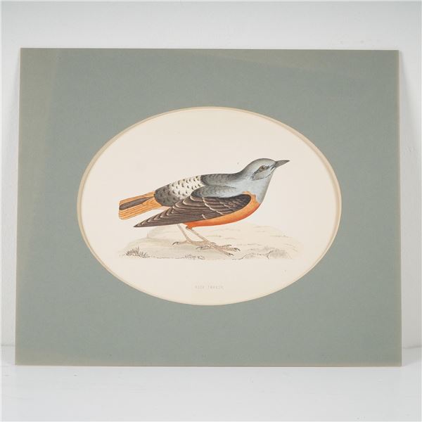 Antique Hand-Colored Lithograph, Rock Thrush