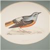 Image 2 : Antique Hand-Colored Lithograph, Rock Thrush